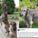 Jason Kelce Gushes Over His Massive Pups-But Warns They May Not Be for Everyone