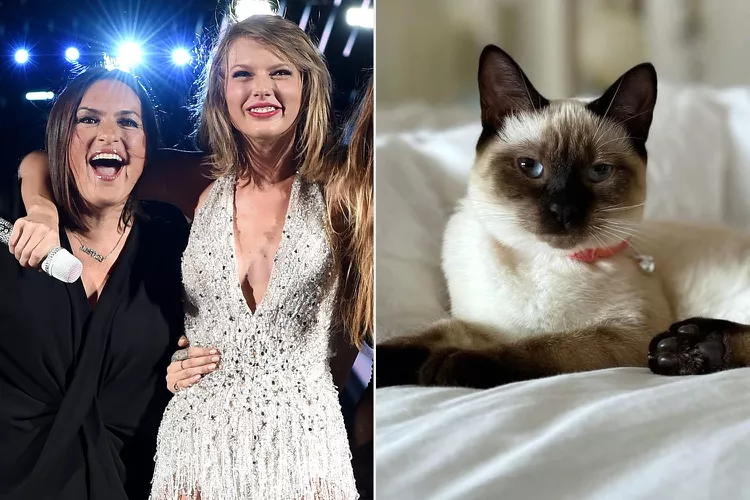 Taylor Swift Reacts to Mariska Hargitay Naming Her Cat Karma, Calls It a 'Full Circle' Moment