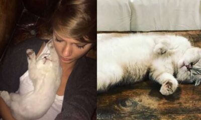 Just in: Taylor Swift mourns the death of her beloved cat Olivia Benson…Taylor honors the memories of her beloved cat "She Lived"